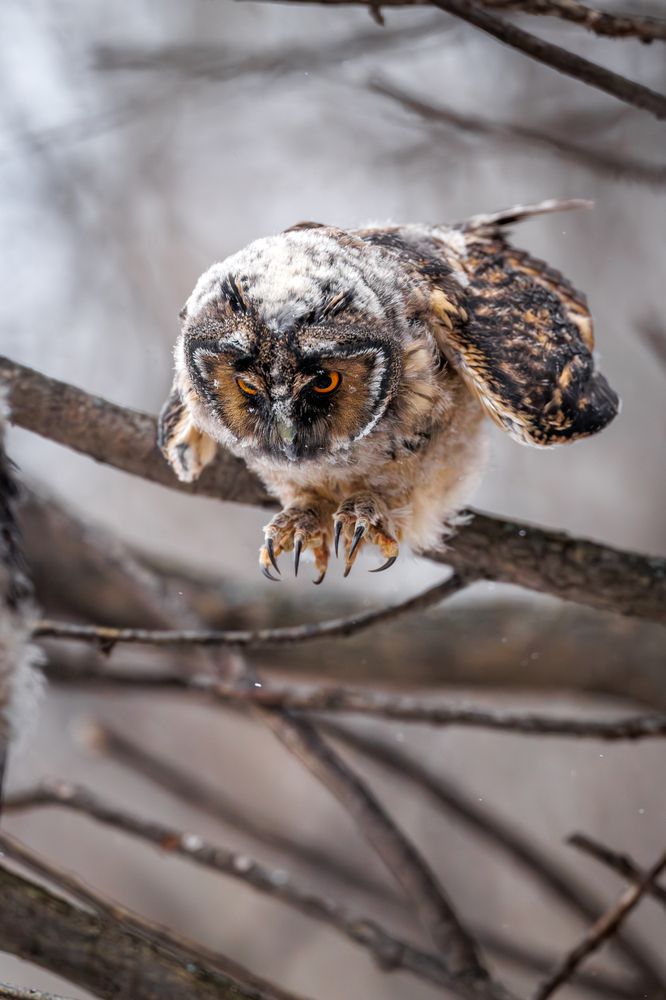 Ушастая сова