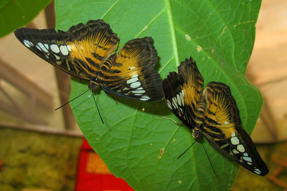 Photograph by Anton Hantov