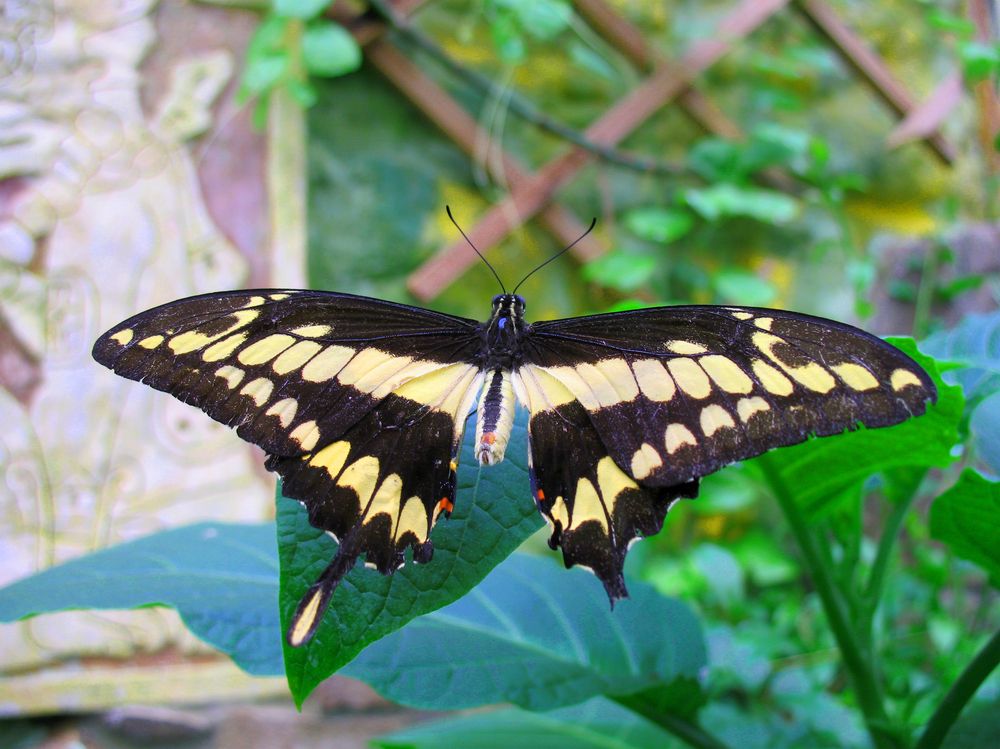 Photograph by Anton Hantov