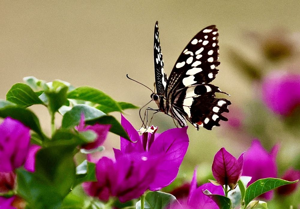 Papilio demodocus  (лат. Papilionidae).