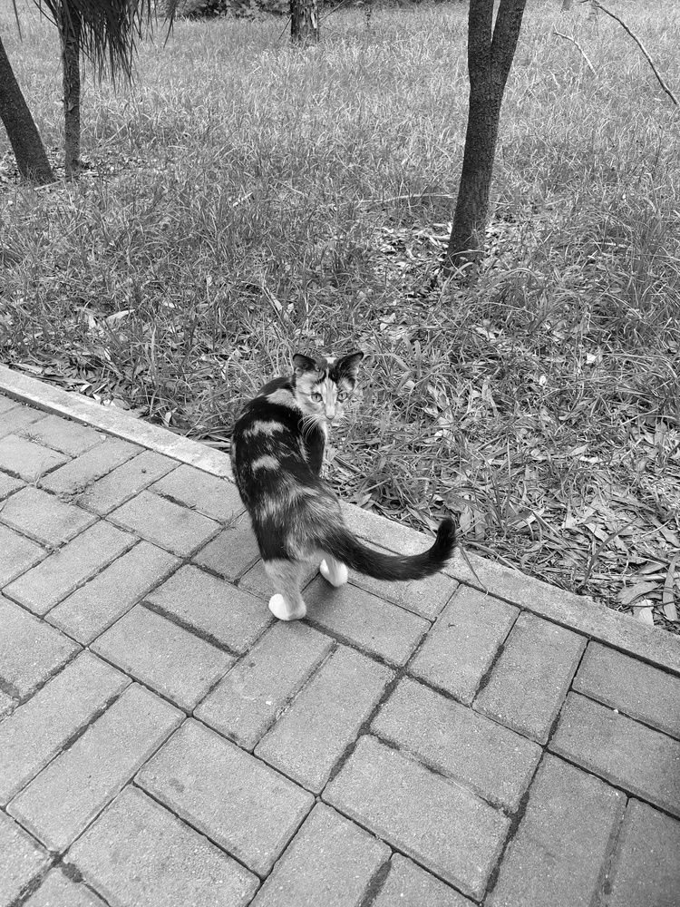 Фотография автора Sergey Nik