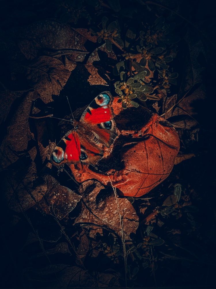 Photograph by Анна Пигулевская