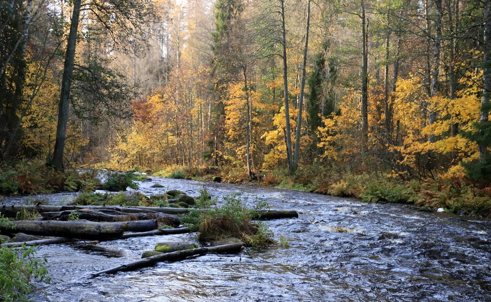 Photograph by елена