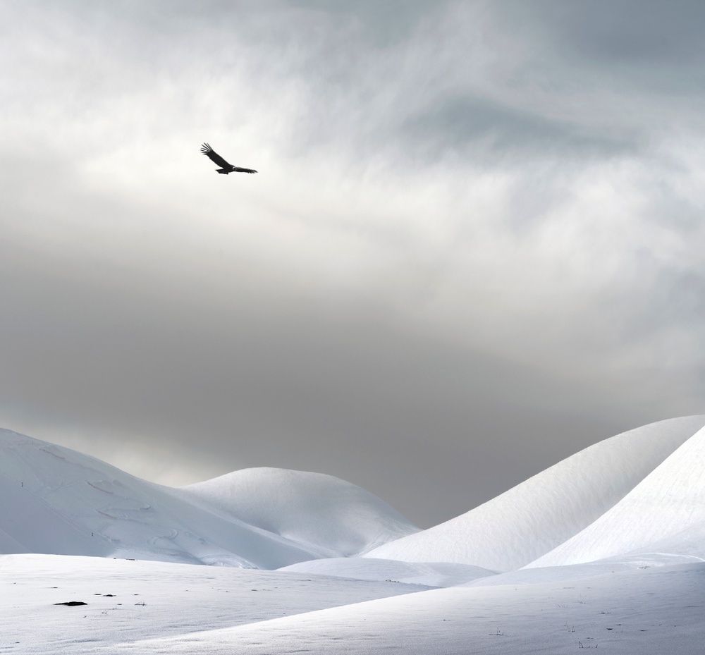 Vigilante solitario.