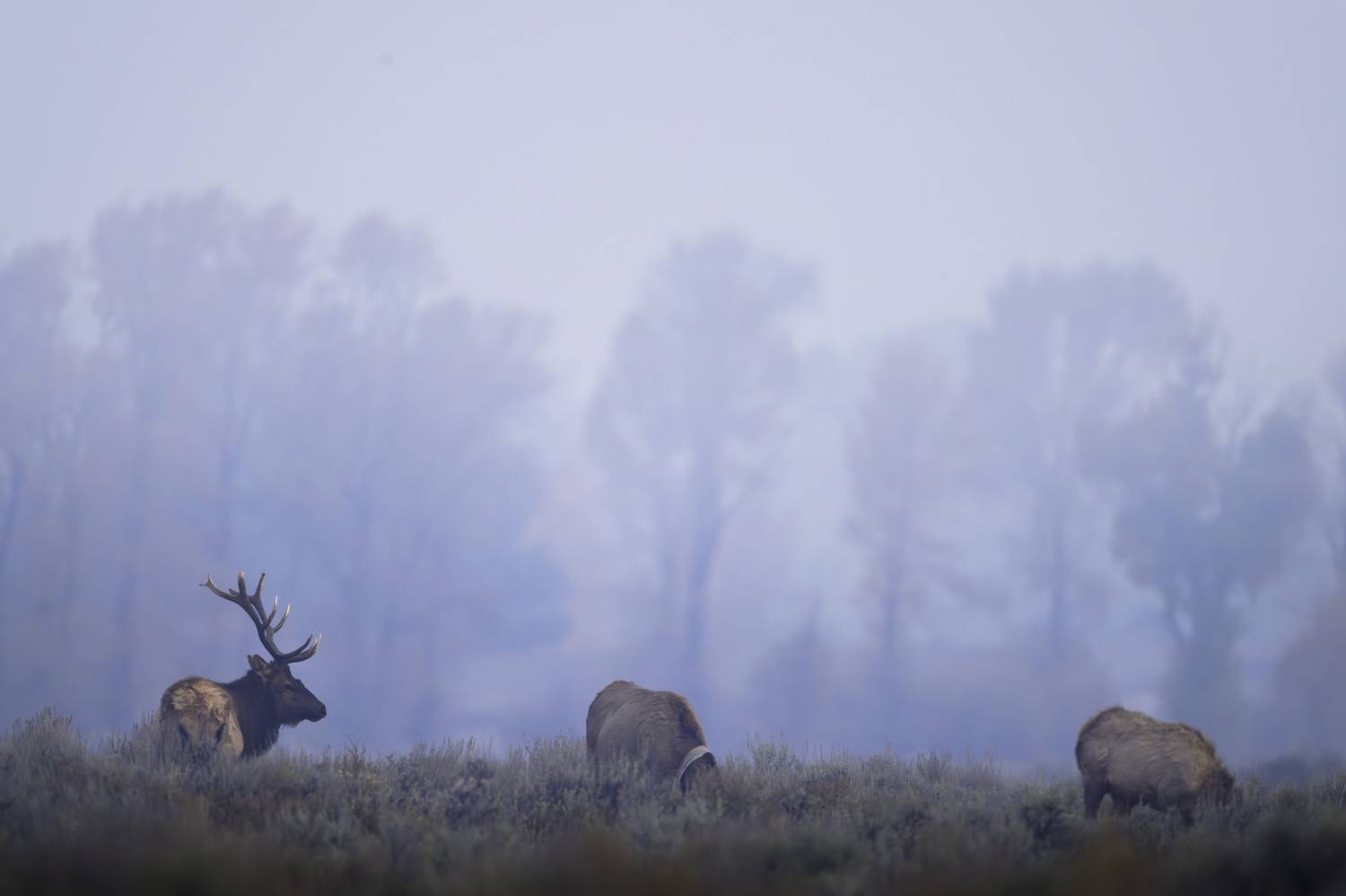 Фотография #11901685