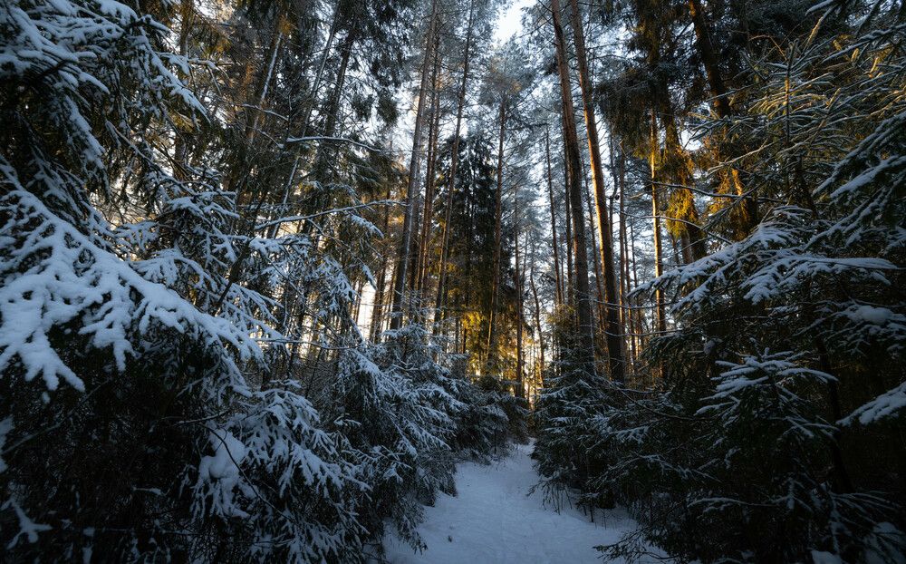 Photograph by Алексей Солоухин