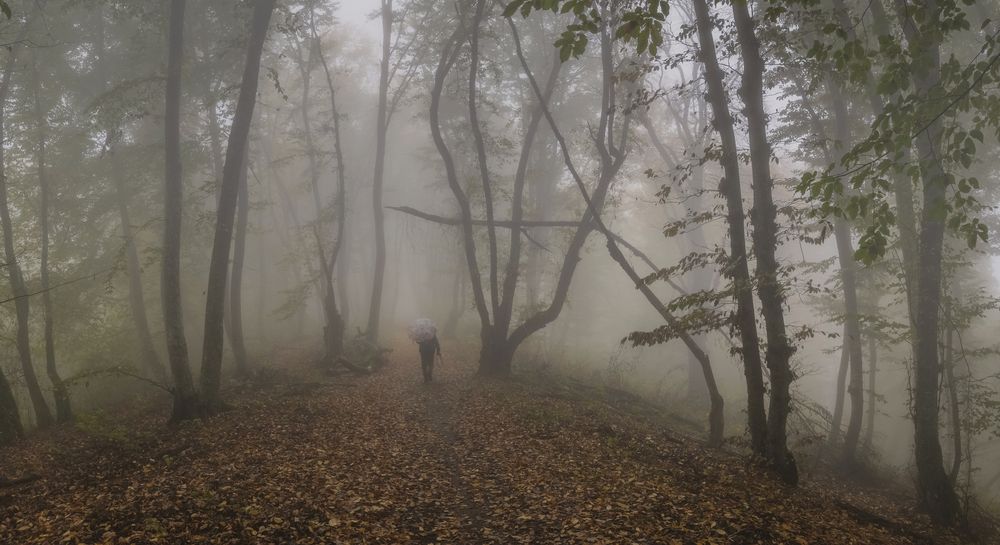 В буковом лесу