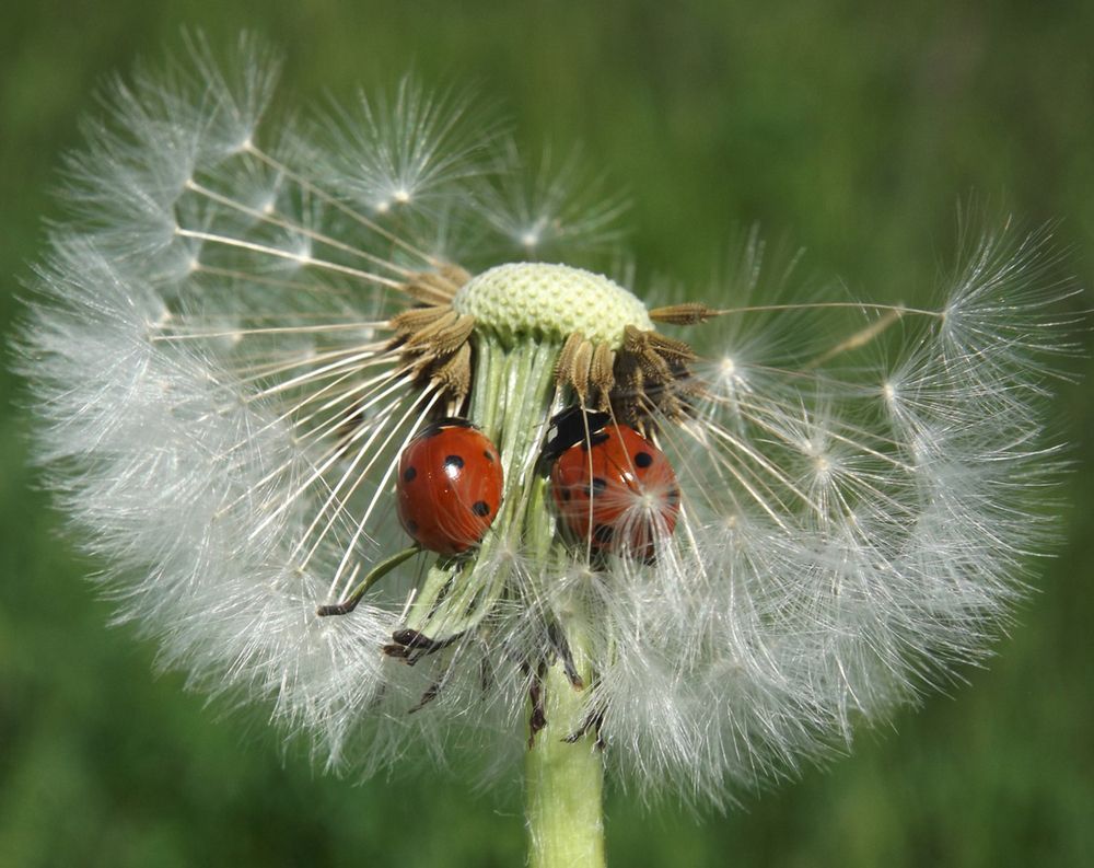 Photograph by Янина Черпухина-Андреева