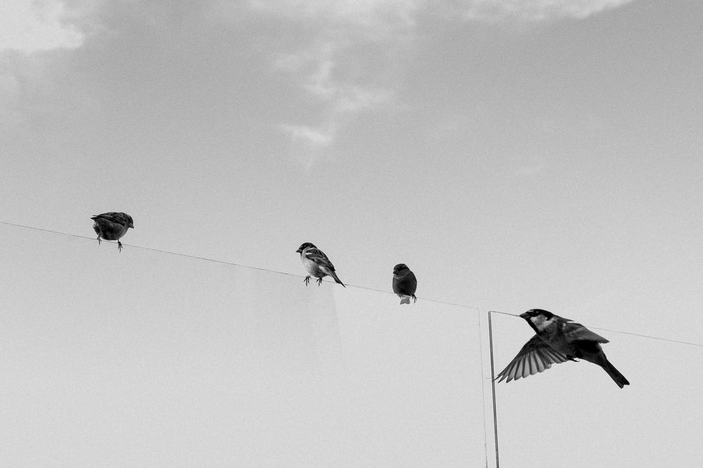 Фотография автора Max Levin