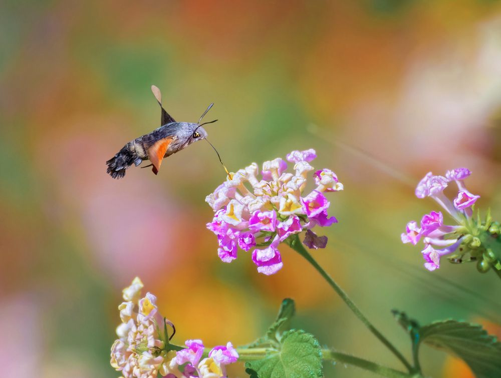Photograph by Марина Ческис