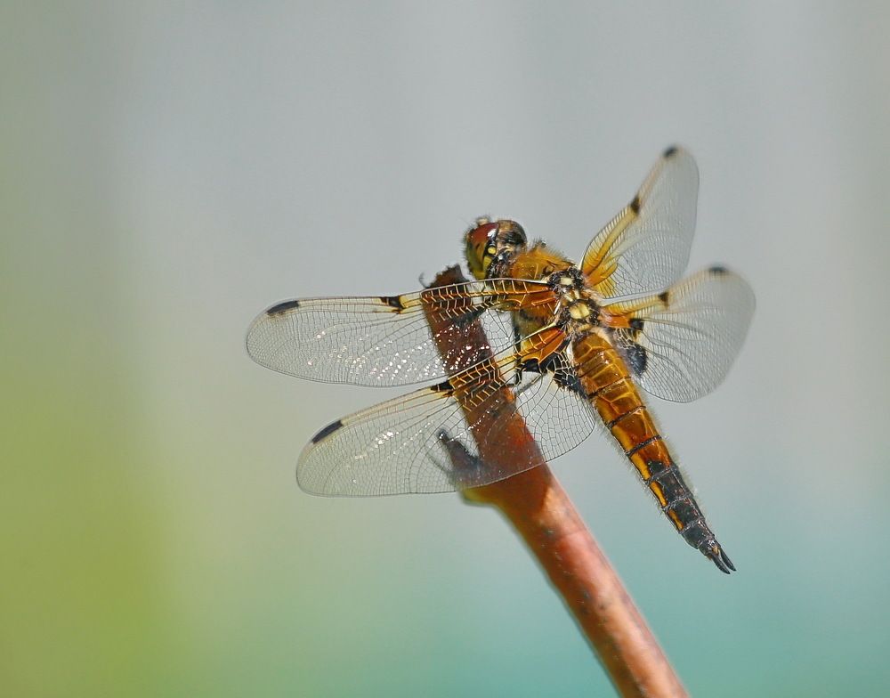 охотница на привале ...