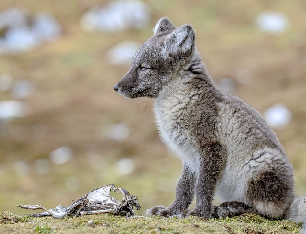 Фотография автора gagarin andrey