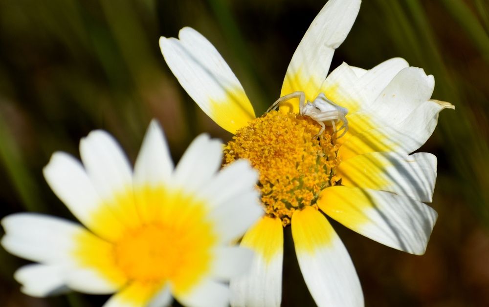 Photograph by Chrissanthi Papadopoulou