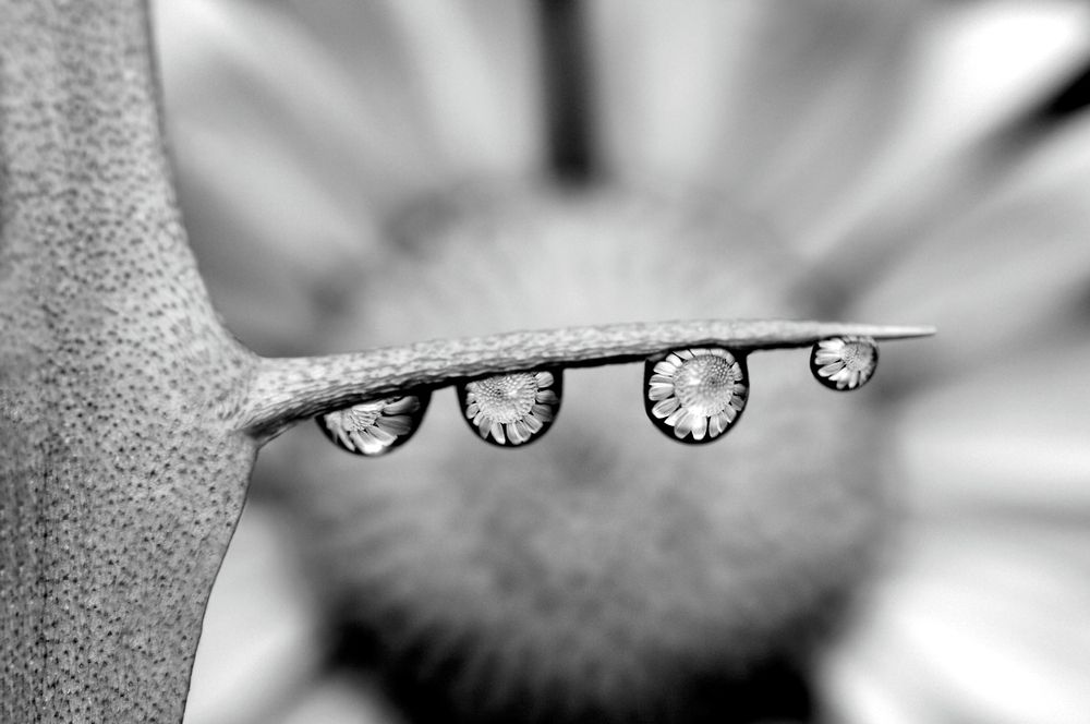 Ромашка в каплях