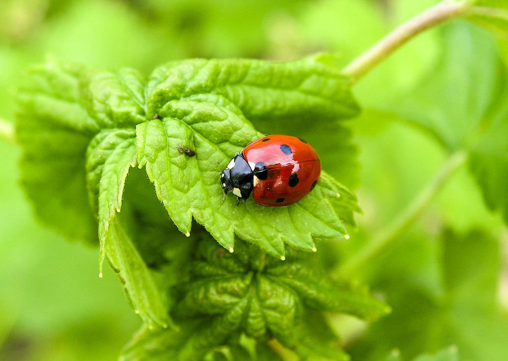 Photograph by Людмила Павловна