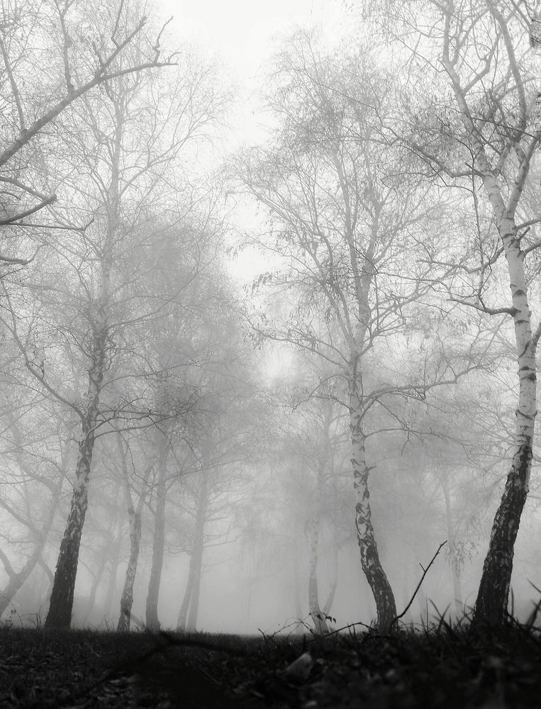 Фотография автора JELENA VASIC