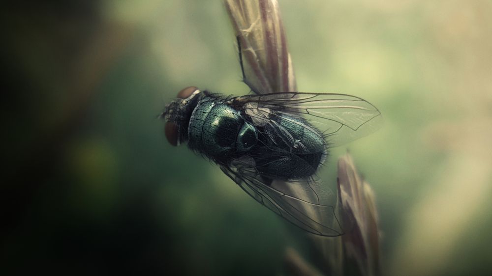 Photograph by Grebnev (DicDoc) Dmitriy