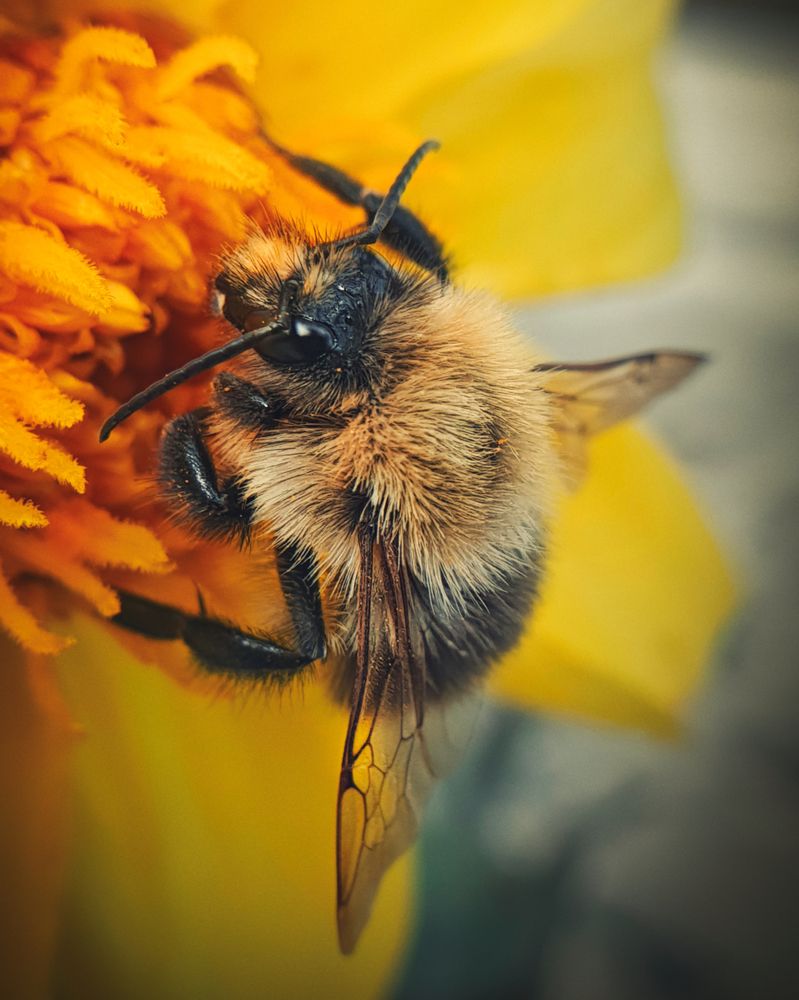 Photograph by Grebnev (DicDoc) Dmitriy