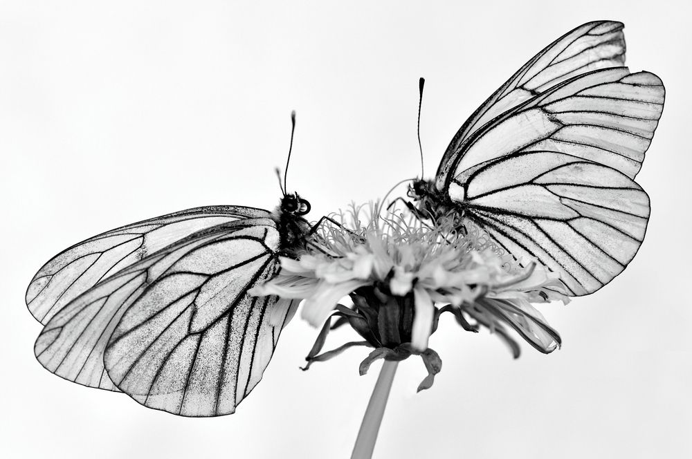 Боярышницы на Одуванчике