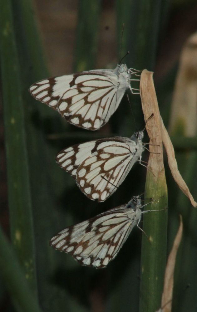 Photograph by Waleed Yousuf Alwahaibi