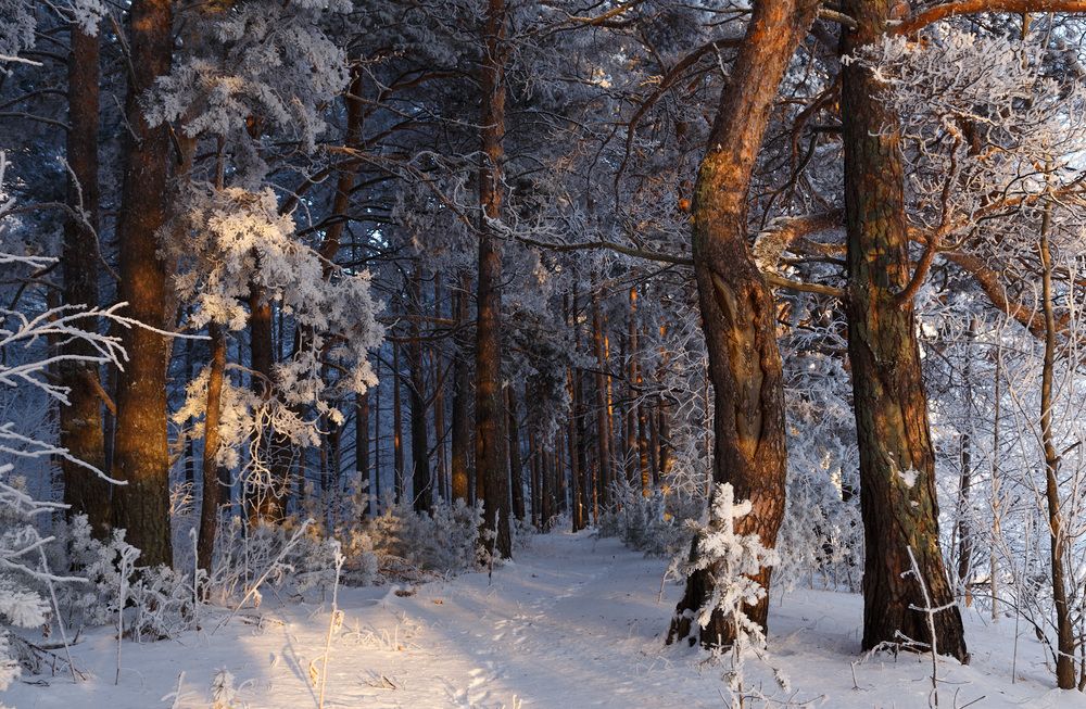 Фотография автора  Гобова Наталья