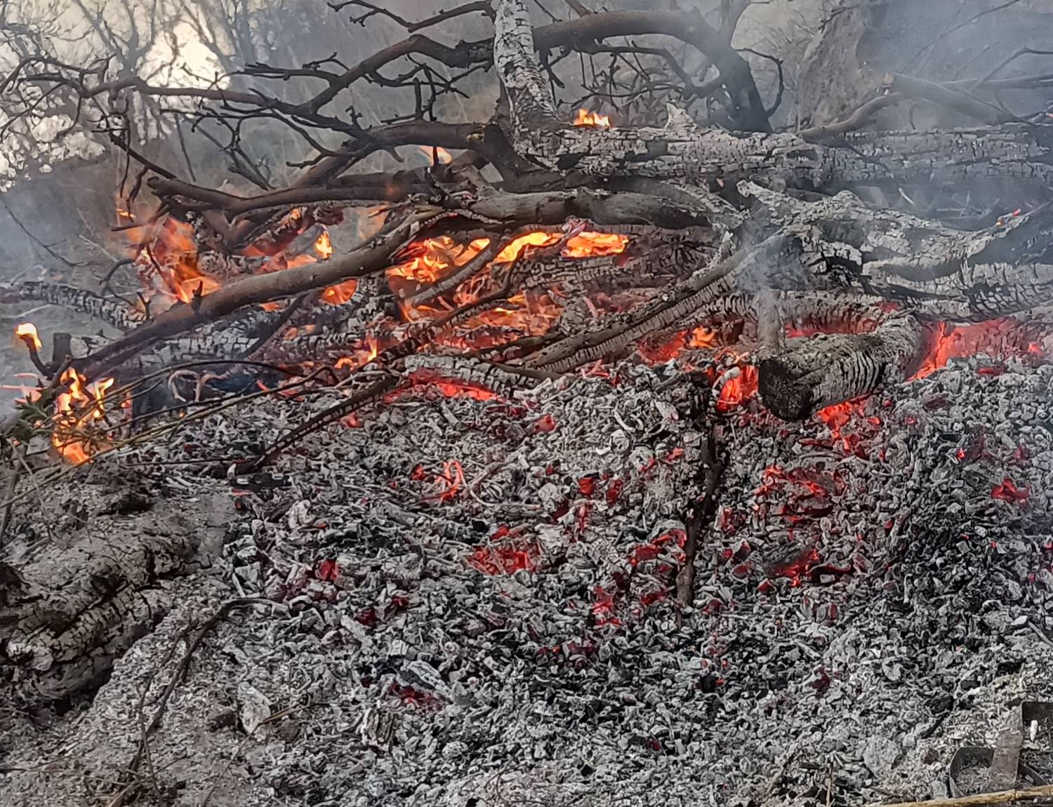 Photo #11903111