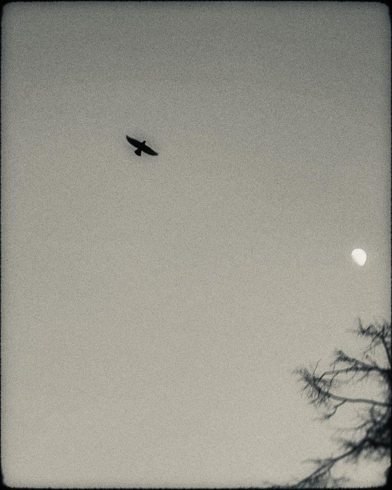 Photograph by Людмила Самсонова