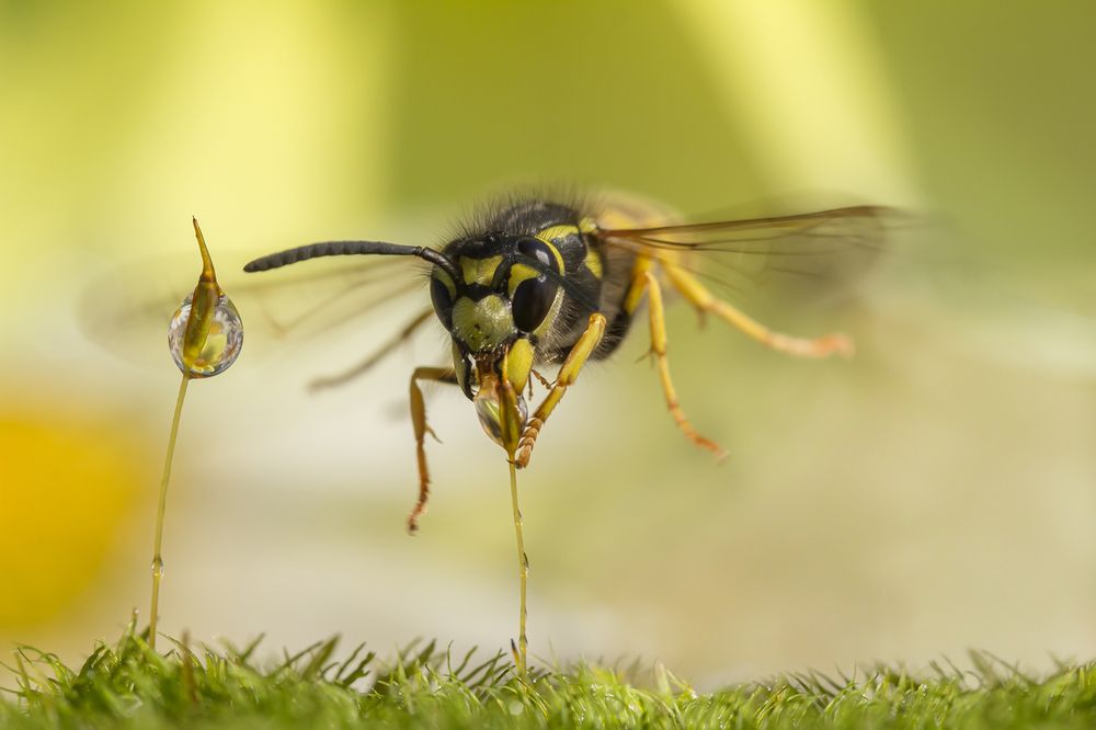 Photograph by Koledova Irina