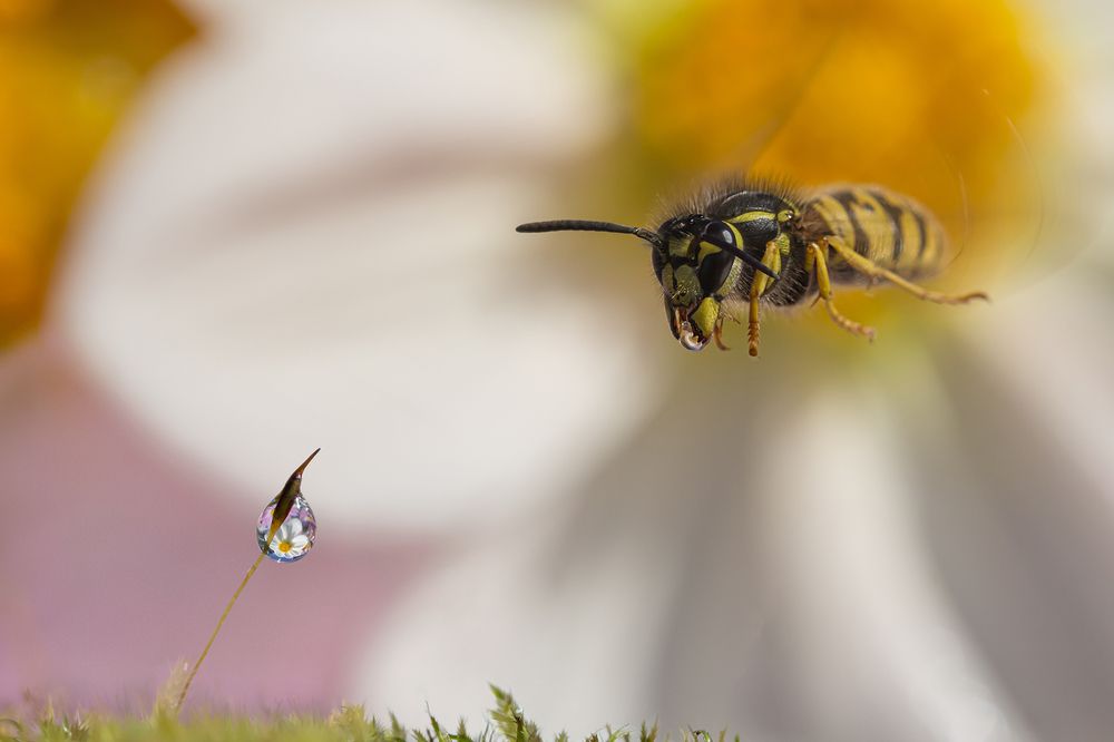 Photograph by Koledova Irina