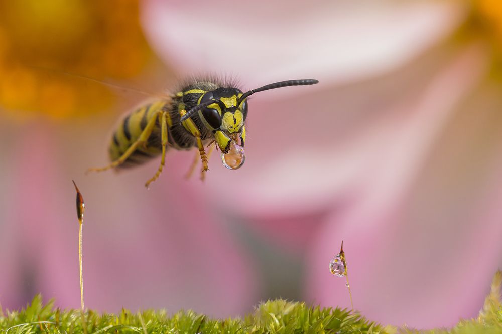 Photograph by Koledova Irina