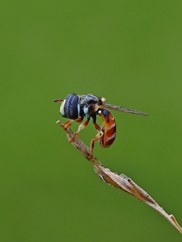 Фотография автора Ramprasad Das
