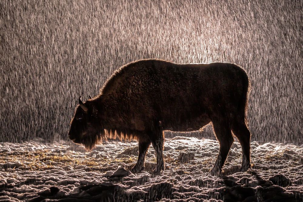 Снежная ночь