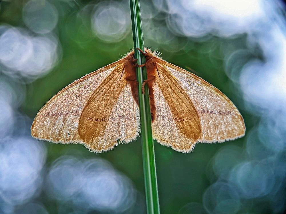 Фотография автора Ramprasad Das