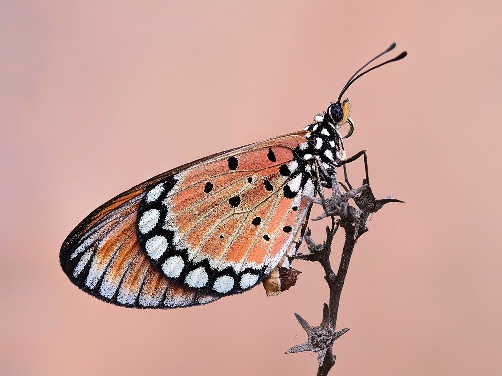 Photograph by Ramprasad Das