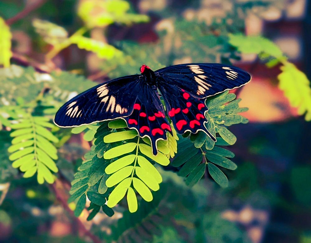 Photograph by SARAVANA MANICKAM