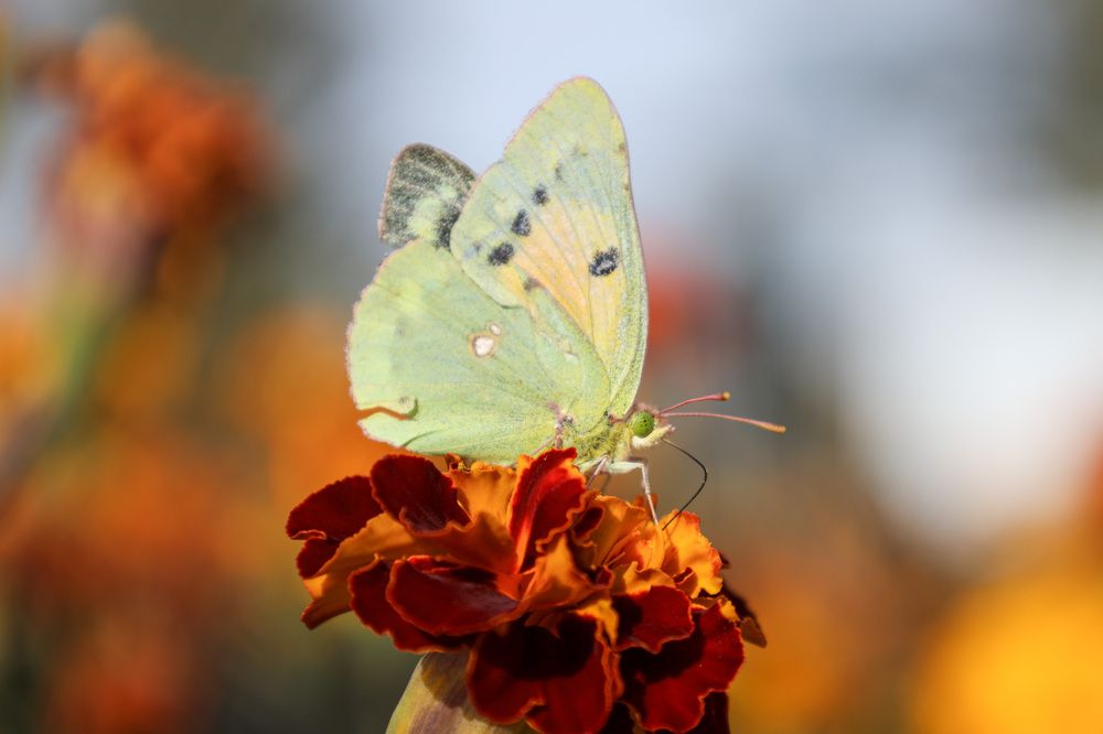 Photograph by Дарья Целуйко