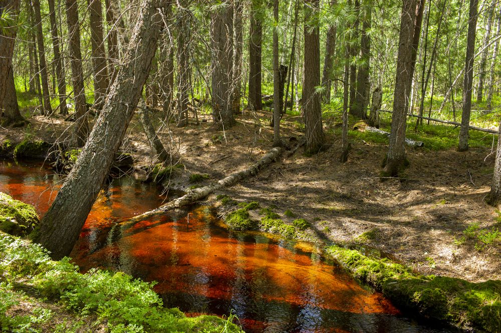 Photograph by Михаил Дронов