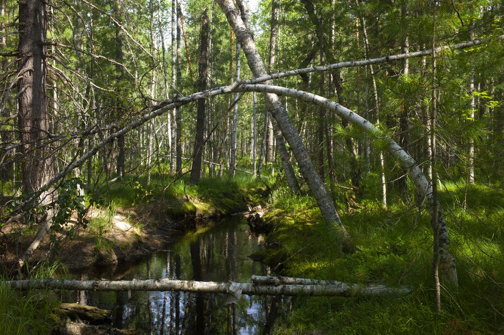 Photograph by Михаил Дронов