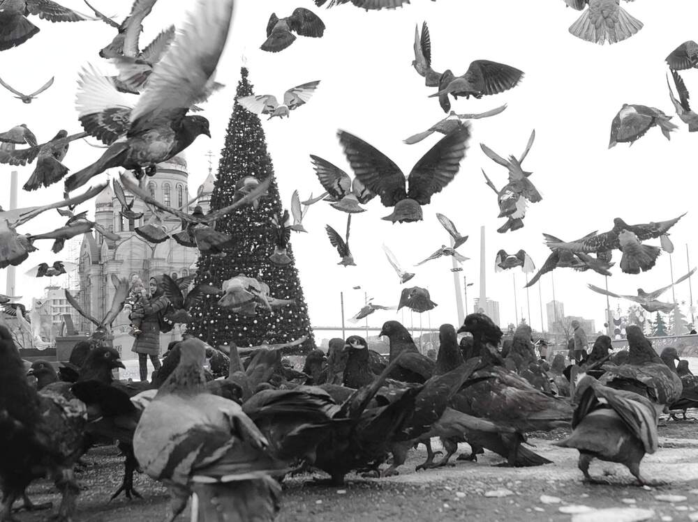 Голубиное утро.