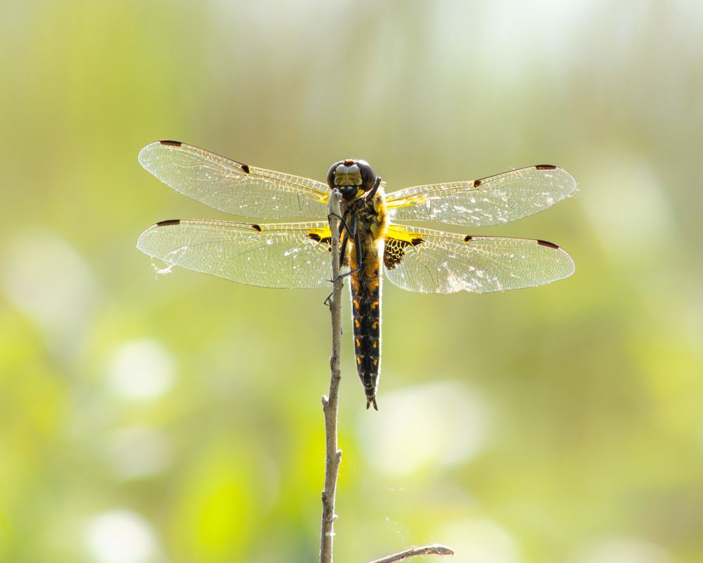 Photograph by Веретельников Дмитрий
