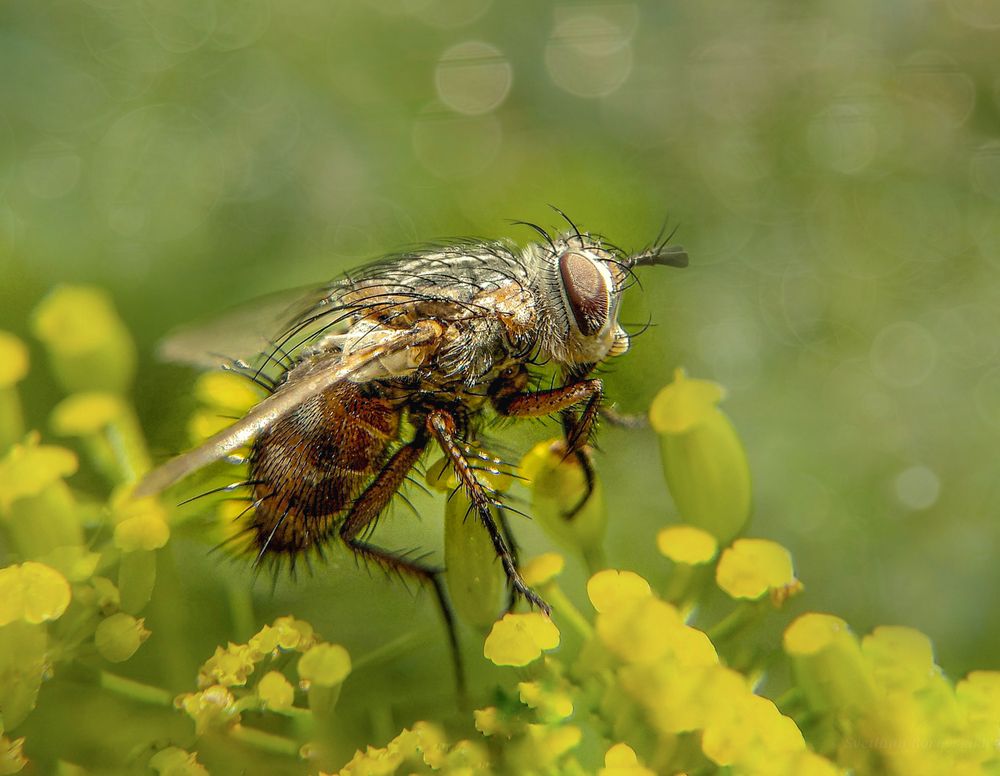 Ой! Какая ты лохматая...)