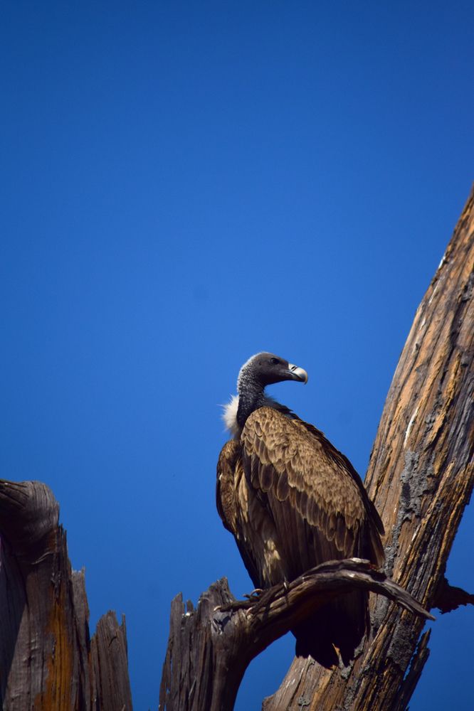 Photograph by Abhishek Basak