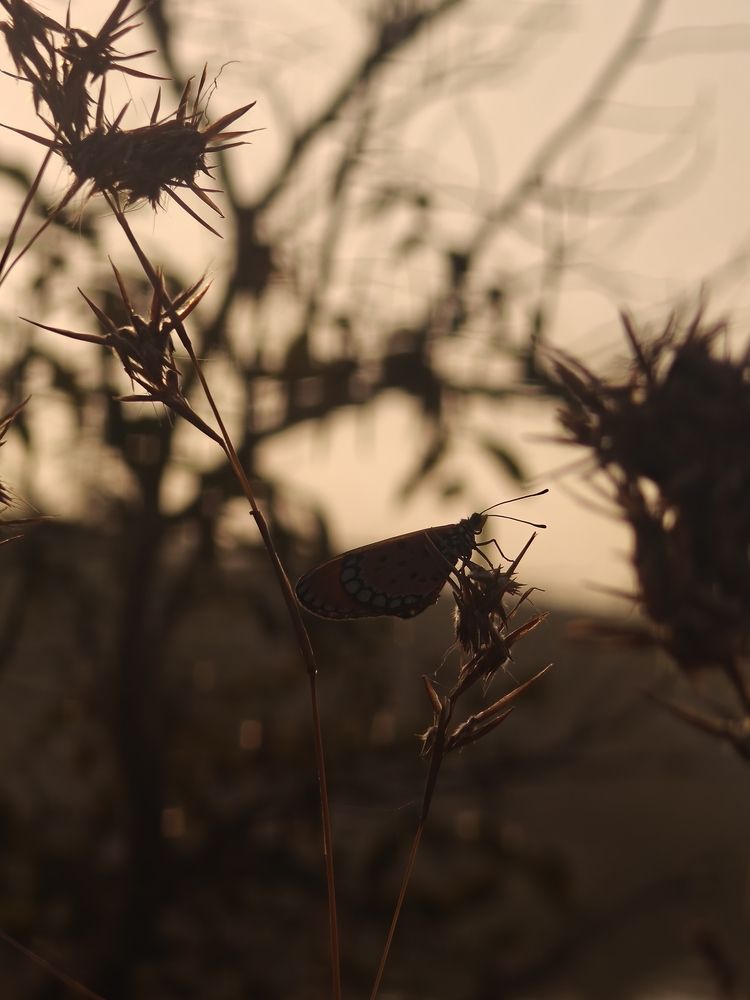 Ephemeral Elegance in the Golden Light