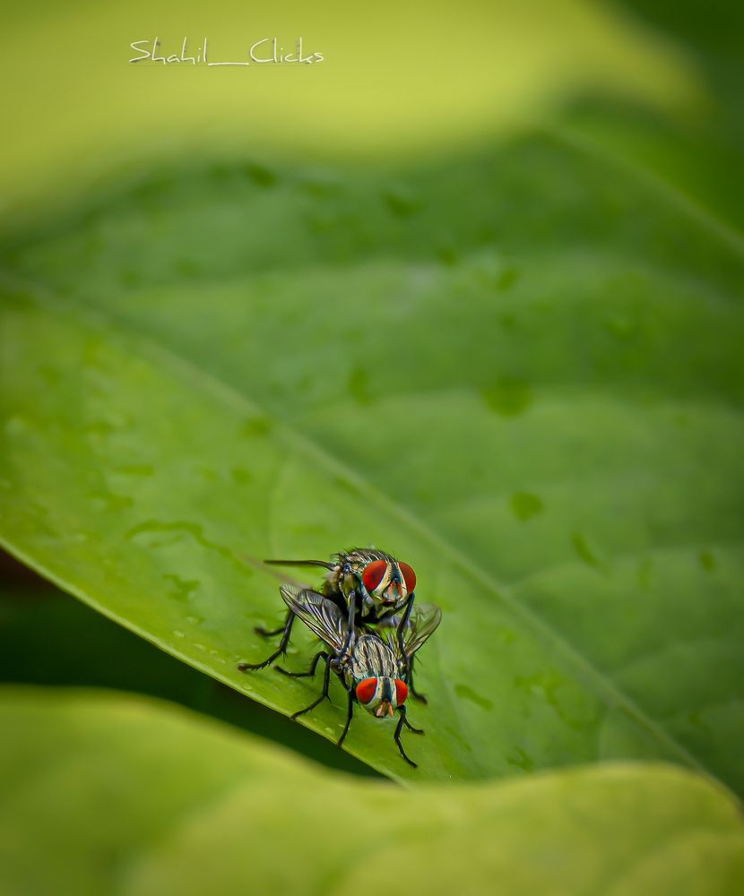 Photograph by shahil shaik