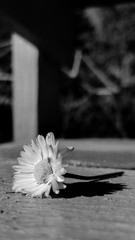 Photograph by Евгения Гродинская