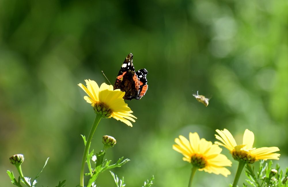 Photograph by Chrissanthi Papadopoulou