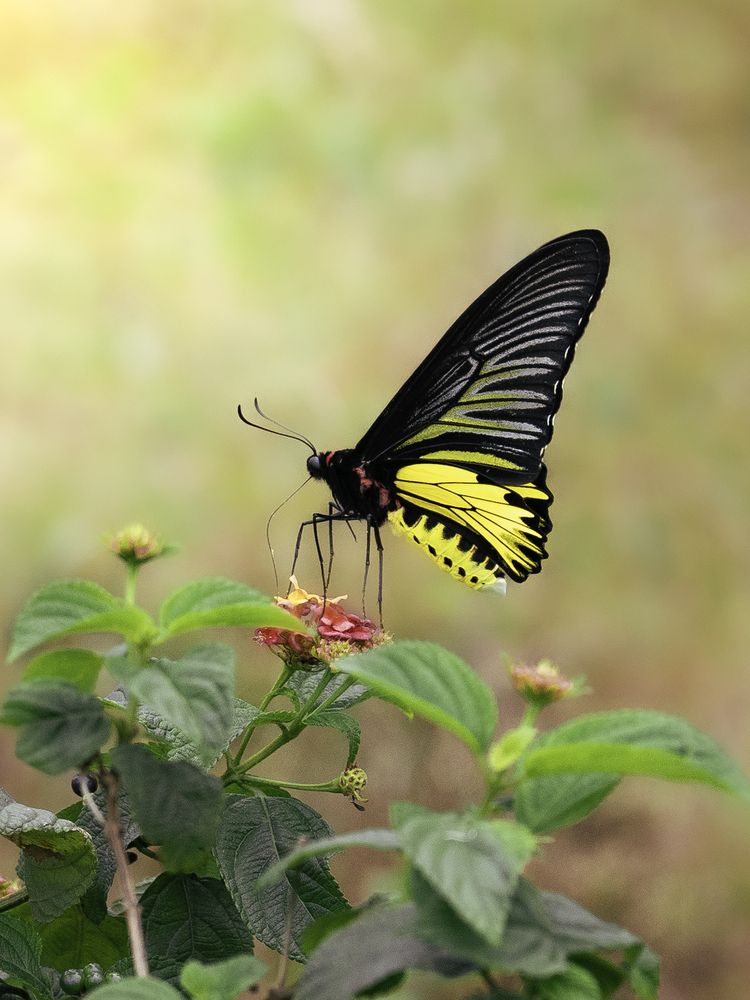 Фотография автора Trung Do