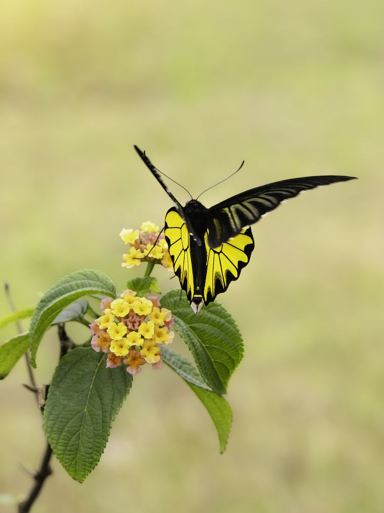 Фотография автора Trung Do