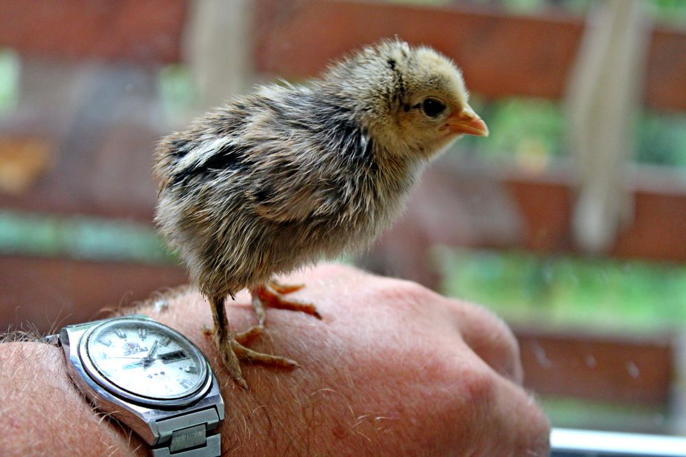 Photograph by Николай Немчанинов