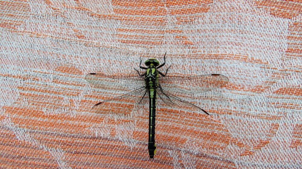 Photograph by Елена Казарина